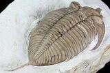 Large, Huntonia Lingulifer (Rare Species) - Oklahoma #68663-6